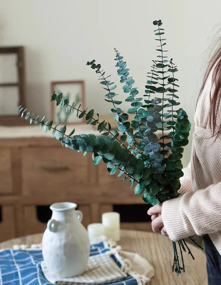 Fresh Dried and Preserved Eucalyptus Stems and Bunches