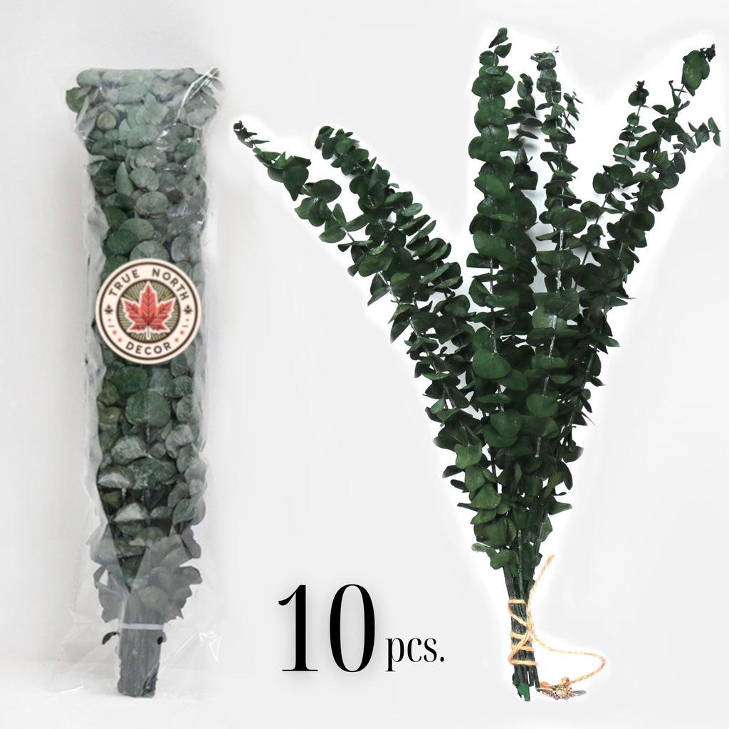 Fresh Preserved Eucalyptus Stems - Perfect for Showers, Bathrooms, Floral Arrangements, Home Décor, Christmas Decoration
