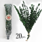 Fresh Preserved Eucalyptus Stems - Perfect for Showers, Bathrooms, Floral Arrangements, Home Décor, Christmas Decoration
