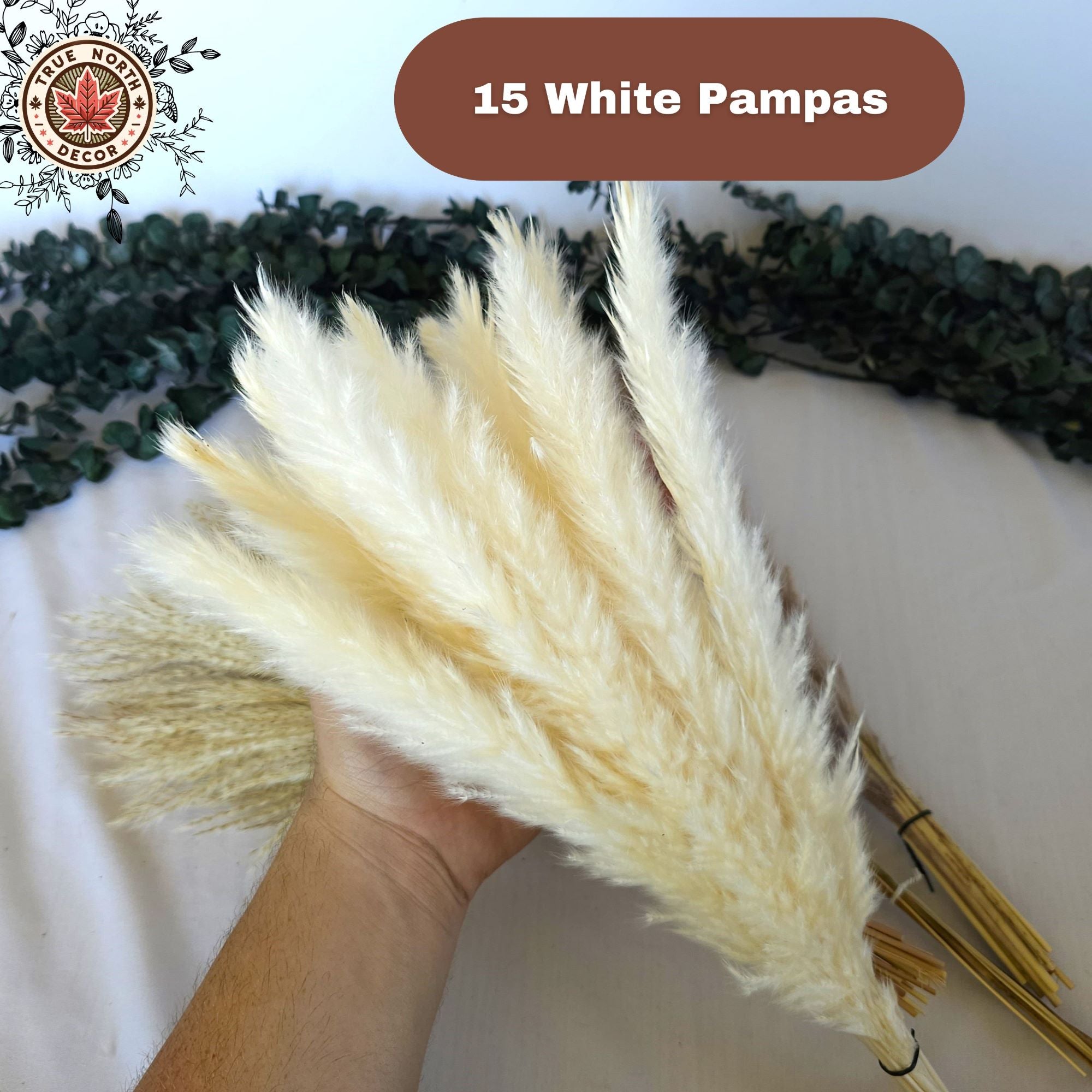 Dried Pampas Grass Bouquet - White/Brown Pampas, Grass Reeds