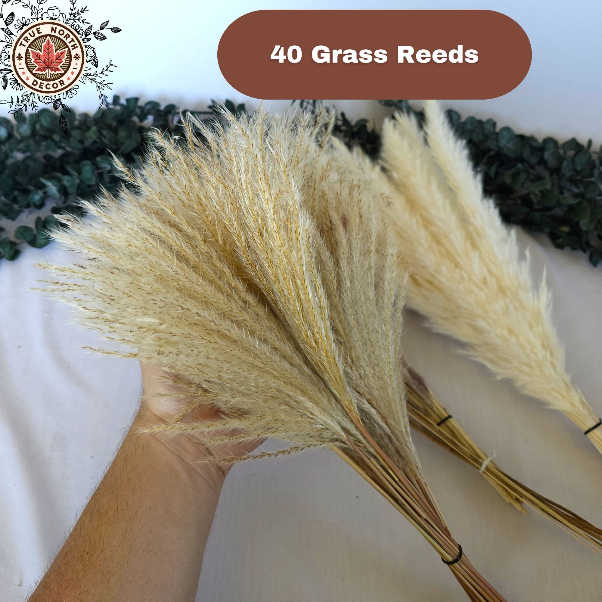 Dried Pampas Grass Bouquet - White/Brown Pampas, Grass Reeds