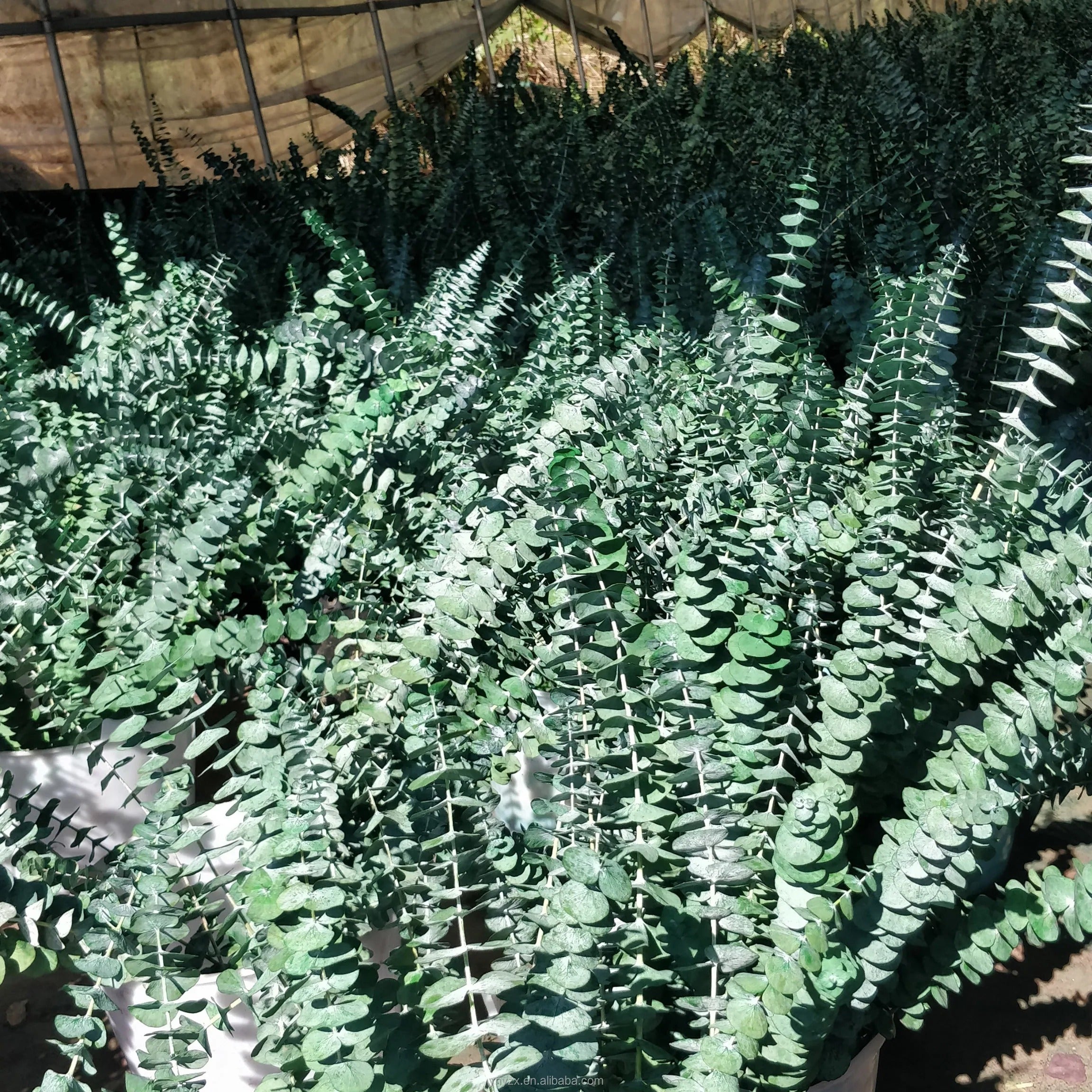 Eucalyptus Wholesale