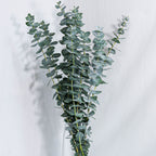 Green eucalyptus branches on a white background