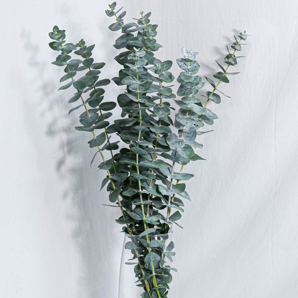 Bulk | Fresh Eucalyptus Bundles | Dried and Preserved | For Showers and Bathroom