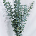 Green eucalyptus branches on a light gray background