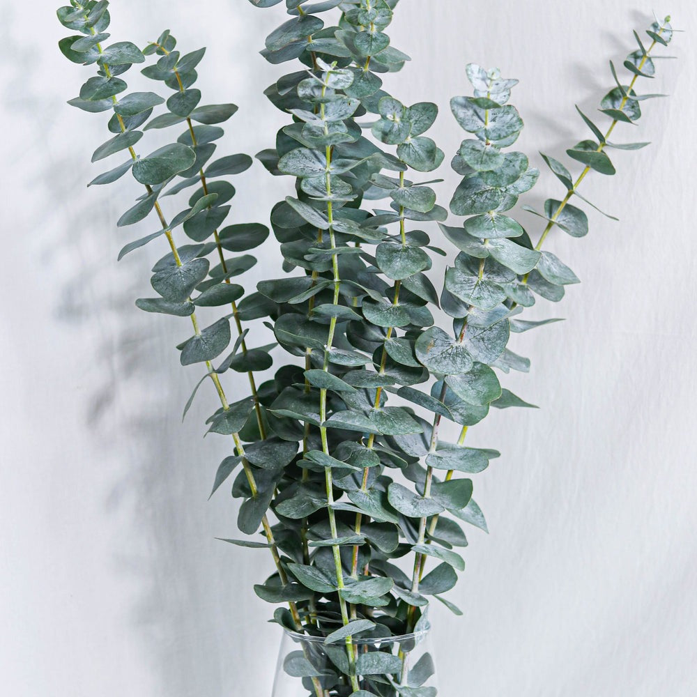 Bulk | Fresh Eucalyptus Bundles | Dried and Preserved | For Showers and Bathroom