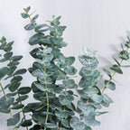 Green eucalyptus leaves on a light gray background