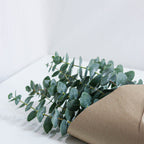 Green eucalyptus branches on a white surface with a brown paper bag.