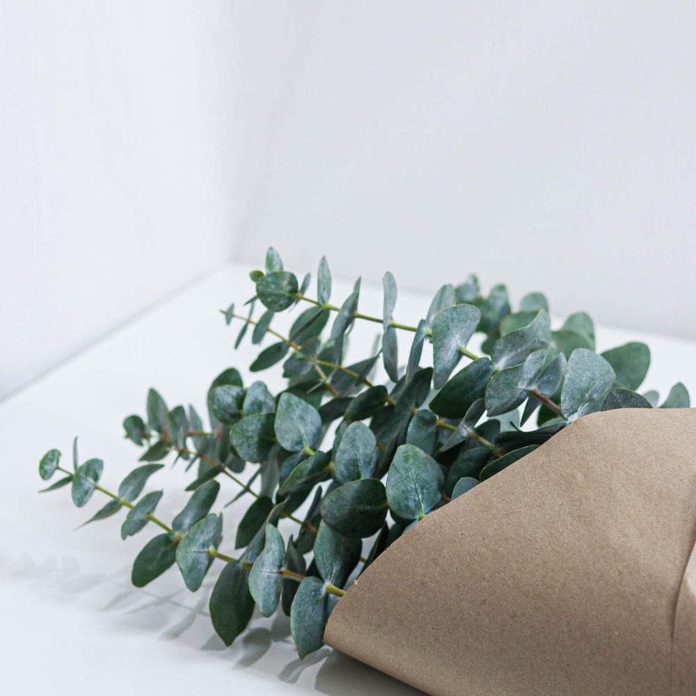 Bulk | Fresh Eucalyptus Bundles | Dried and Preserved | For Showers and Bathroom