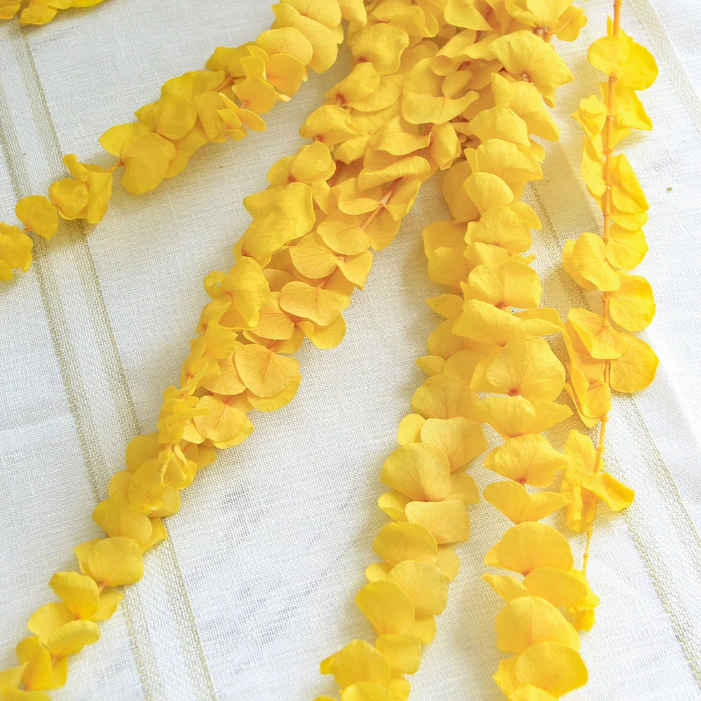 Natural Dried Eucalyptus Leaf Large Branch Rich Diy Flower Arrangement Boho Hoom Decoration 10pcs Preserved Eucalyptus Leaves
