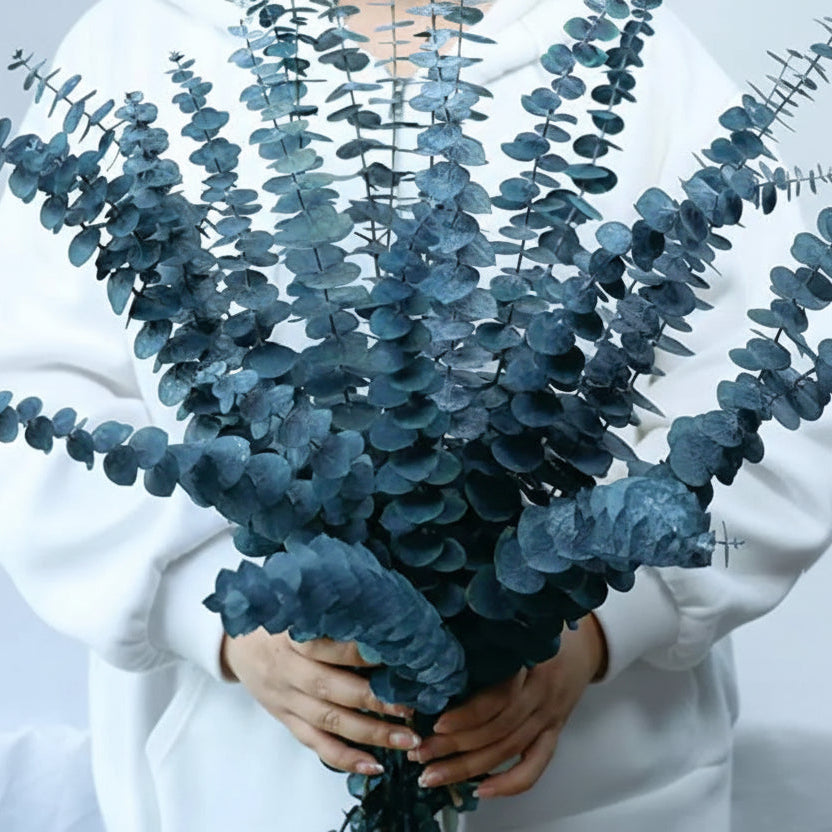 Person holding a bouquet of blue eucalyptus leaves against a white background