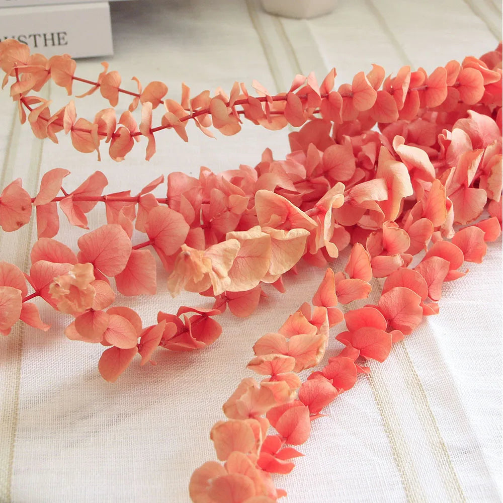 Natural Dried Eucalyptus Leaf Large Branch Rich Diy Flower Arrangement Boho Hoom Decoration 10pcs Preserved Eucalyptus Leaves