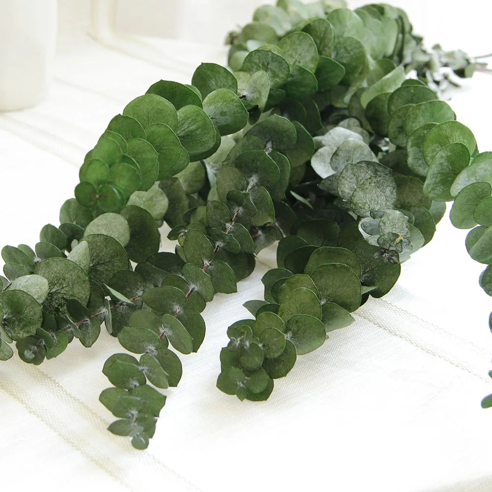 Natural Dried Eucalyptus Leaf Large Branch Rich Diy Flower Arrangement Boho Hoom Decoration 10pcs Preserved Eucalyptus Leaves