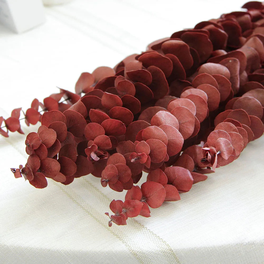Natural Dried Eucalyptus Leaf Large Branch Rich Diy Flower Arrangement Boho Hoom Decoration 10pcs Preserved Eucalyptus Leaves