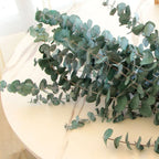 Natural Dried Eucalyptus Leaf Large Branch Rich Diy Flower Arrangement Boho Hoom Decoration 10pcs Preserved Eucalyptus Leaves