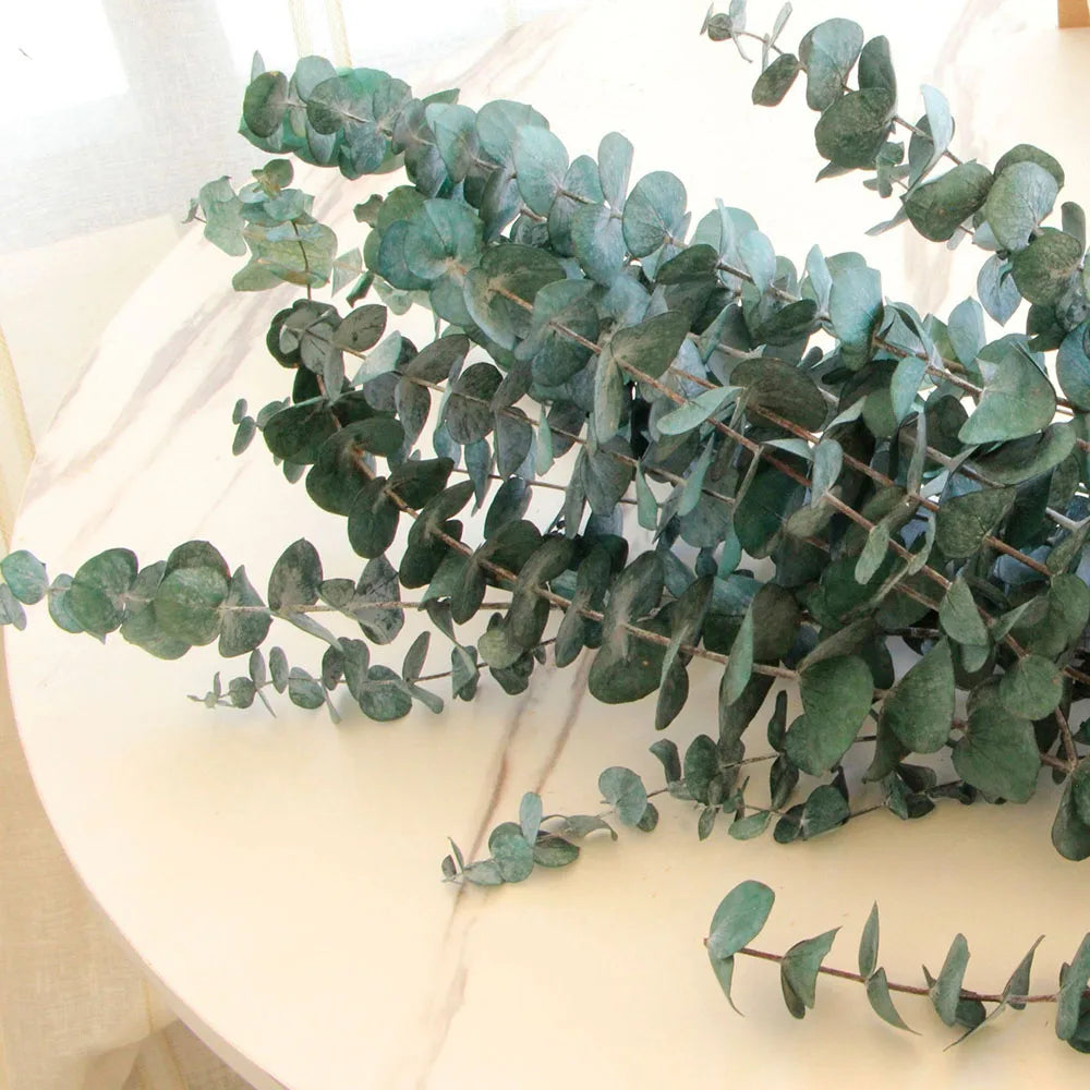 Natural Dried Eucalyptus Leaf Large Branch Rich Diy Flower Arrangement Boho Hoom Decoration 10pcs Preserved Eucalyptus Leaves