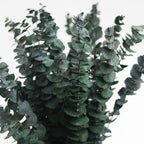 high quality image of eucalyptus leavesdried eucalyptus eucalyptus eucalyptus branches Christmas christmas decor Decor shower steamers centerpiece shower bundle bombe de douche home decor table decor garlands