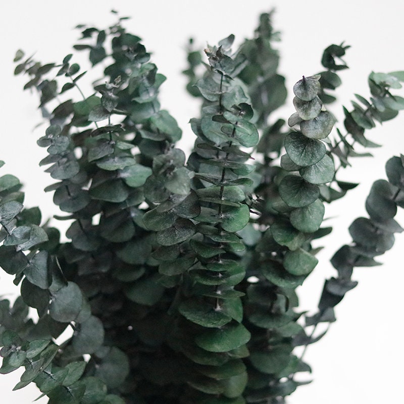 high quality image of eucalyptus leavesdried eucalyptus eucalyptus eucalyptus branches Christmas christmas decor Decor shower steamers centerpiece shower bundle bombe de douche home decor table decor garlands